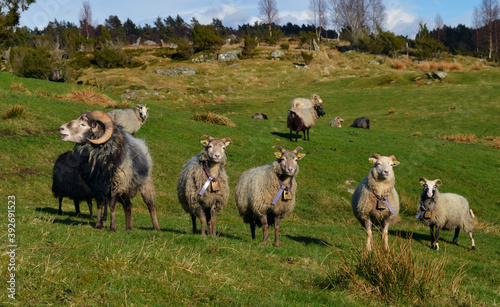 happy sheeps