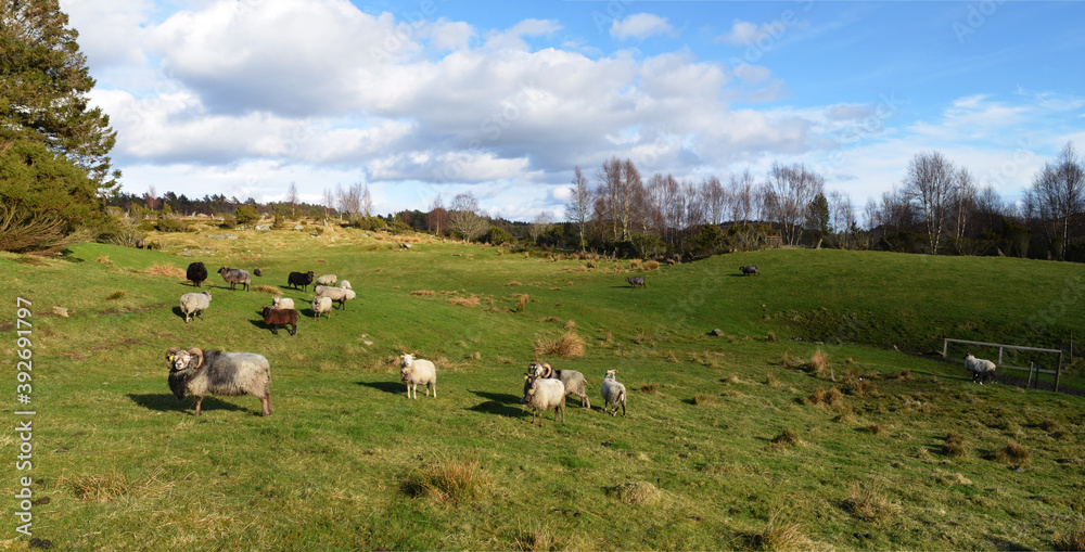 Sheep in a field