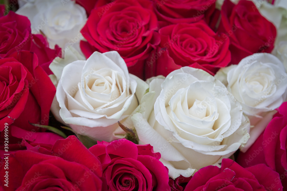 Multi-colored bouquet of red, pink and white roses Multi-colored bouquet of red, pink and white roses