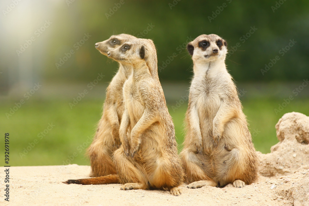 Fototapeta premium Portrait of group of three standing adorable suricates.