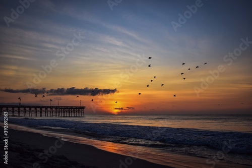 birds at sunrise on the atlantic coast