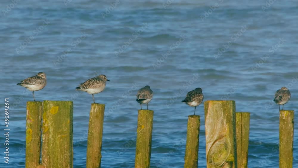 Grey Plovers and Dunlins in environment. Grey Plovers and Dunlins in environment.