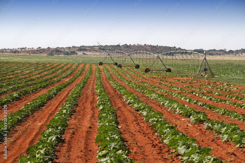 Pumpkin farming, Ventersdorp, Northwest, South Africa. 
