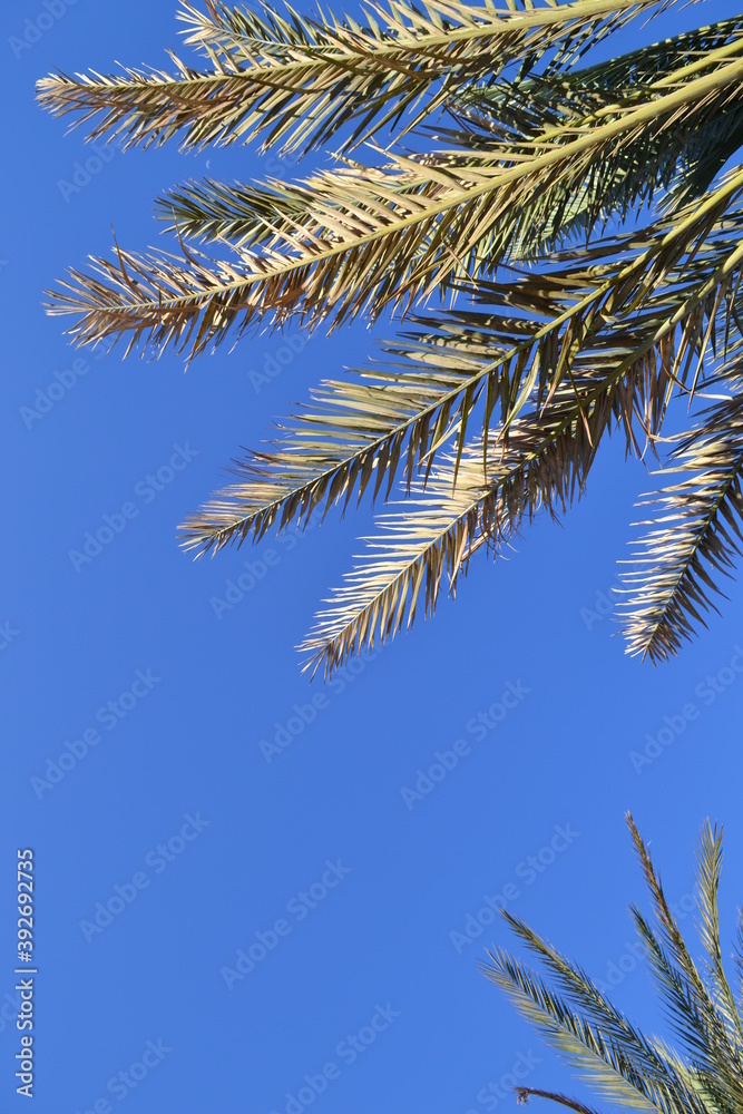 palm trees palm trees