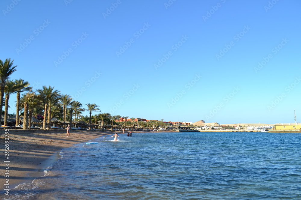 palm trees on the beach