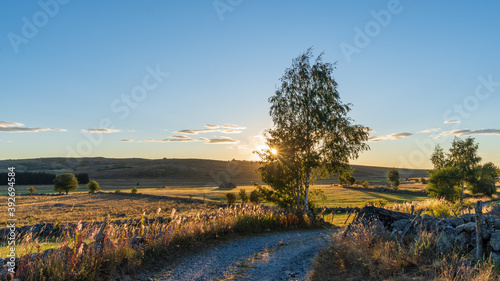coucher de soleil derrière un boulot au bord d'un chemin