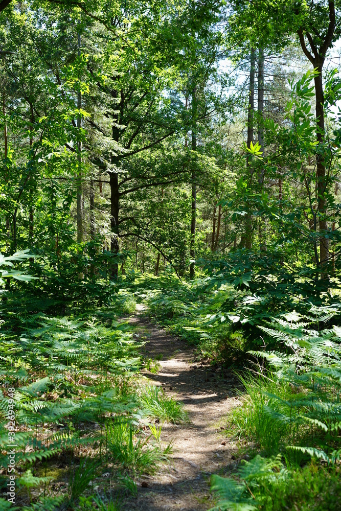 Obraz premium Chemin dans les bois