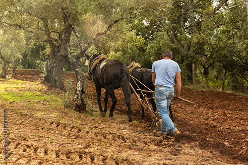 Hombre arando la tierra con caballos. © Lola Fdez. Nogales