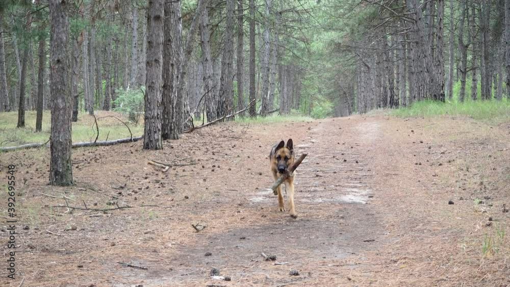 Training of dogs.German shepherd performs the command Aport. A man plays with a pet in nature in forest. Joint walks with an animal in fresh air. The owner throws stick and the dog brings it back Training of dogs.German shepherd performs the command Aport. A man plays with a pet in nature in forest. Joint walks with an animal in fresh air. The owner throws stick and the dog brings it back