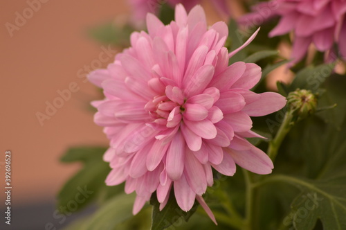 Crisantemos de color rosa lila