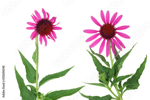 Echinacea flowers isolated on white background, clipping path, top view