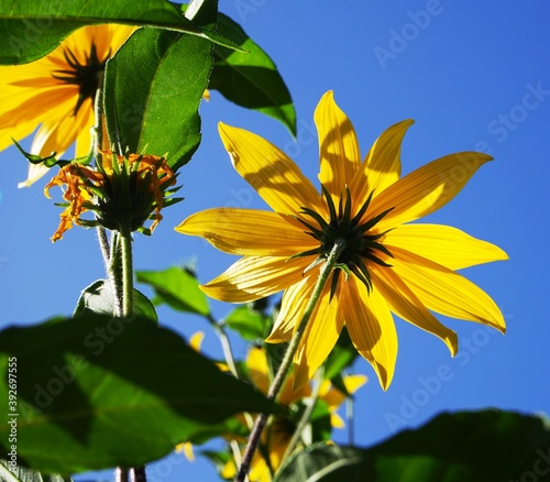 (Helianthus tuberosus) ist eine Pflanze und zählt botanisch zur Familie der Korbblütler (Asteraceae) und zur selben Gattung wie die Sonnenblume (Helianthus annuus). Sie ist mit der Yacon (Smallanthus 