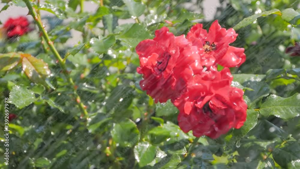 Water drops falling down: process of watering beautiful blooming flowers - red roses at park, garden - slow motion, close up view. Gardening, blooming, nature, floral and decoration concept Water drops falling down: process of watering beautiful blooming flowers - red roses at park, garden - slow motion, close up view. Gardening, blooming, nature, floral and decoration concept