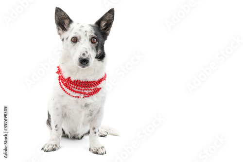 Dog with Christmas red beads on a white background, isolate.