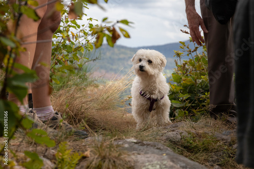 Petit bichon frisé croisé maltais isolé au milieu d'une foule de jambes humaines