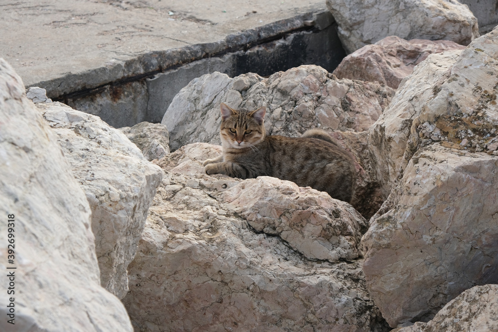 Fototapeta premium A young cat lies on the coastal rocks.