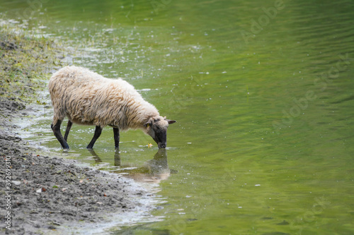 sheep drinking on the banks of the Maroño reservoir