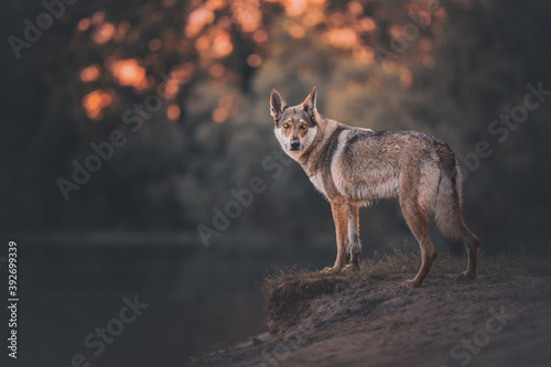 Wolfdog at the lake at the sunset, river, lake, golden hour, summer