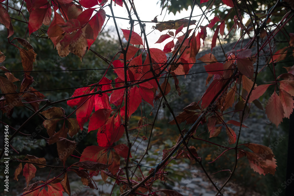 Red and Orange Autumn Leaves Background. Nature shot. Red and Orange Autumn Leaves Background. Nature shot.