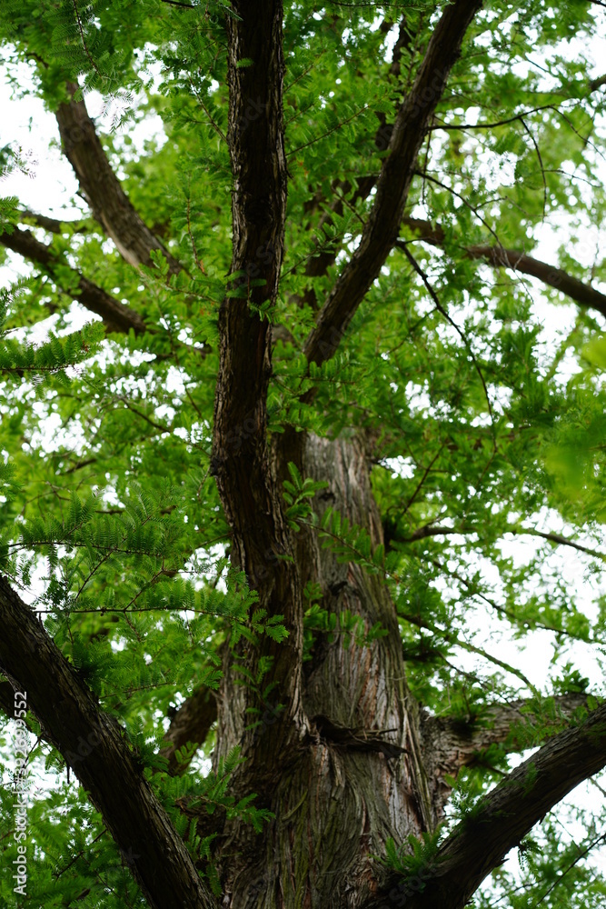 Métasequoia du Sichuan (metasequoia glyptostroboides) Métasequoia du Sichuan (metasequoia glyptostroboides)