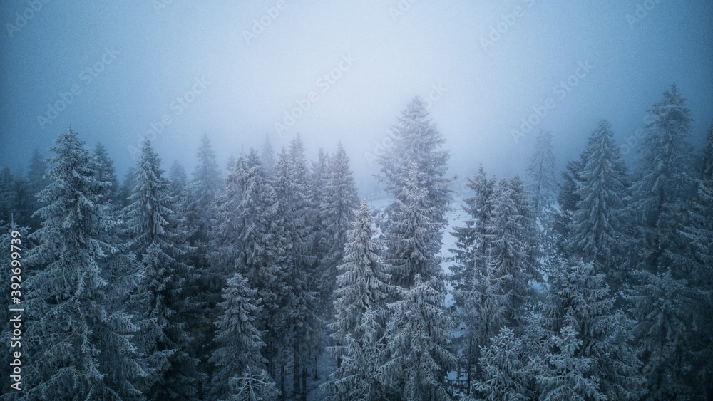 snow covered trees snow covered trees
