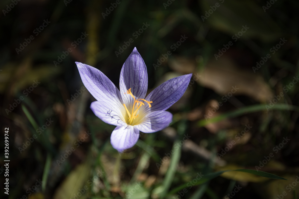 Purple and yellow greater pasque flower - Pulsatilla grandis - growing in grass, macro close up detail Purple and yellow greater pasque flower - Pulsatilla grandis - growing in grass, macro close up detail