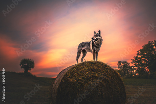 Wolfdog on a bale of hey at the sunset, summer, golden hour