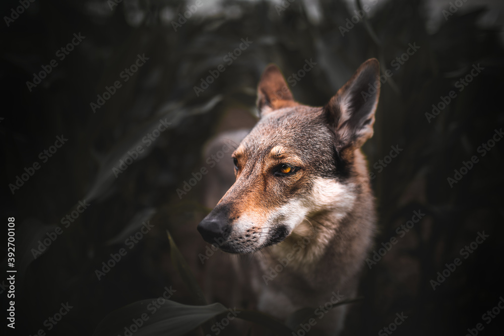Wolfdog in a cornfield, summer, moody, eyes
