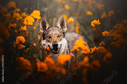 Wolfdog in the poppies, summer, spring, flowers