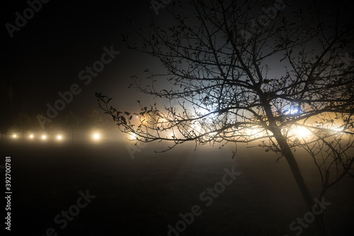 Trees and street lamps on a quiet foggy night. Foggy misty evening lamps in empty road.