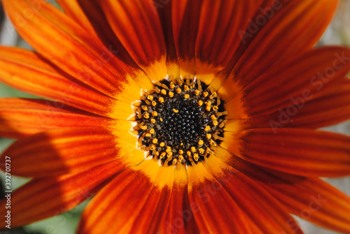 Centro de uma flor com cores amarela, laranja, vermelha, azuis, verdes, forma circular, pétalas