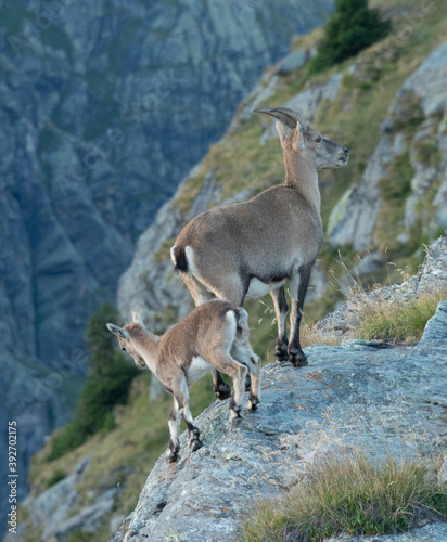 a female ibex and her cub perched on a rock in the heart of the vanoise national park in the french alps