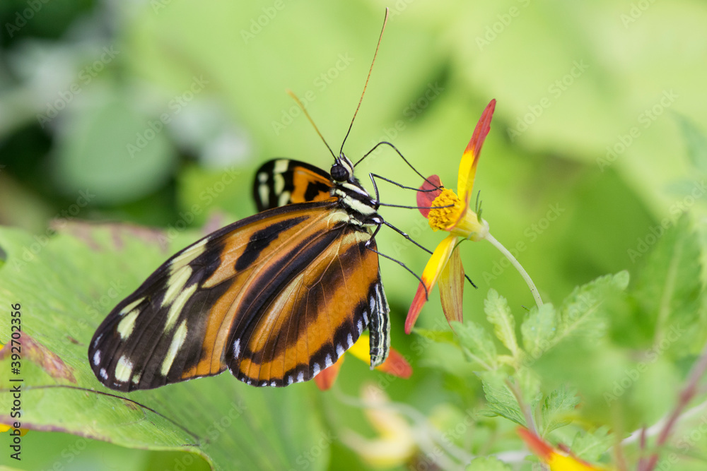 Butterfly 2018-104 / Tiger Longwing (Heliconius Hecale) Butterfly 2018-104 / Tiger Longwing (Heliconius Hecale)