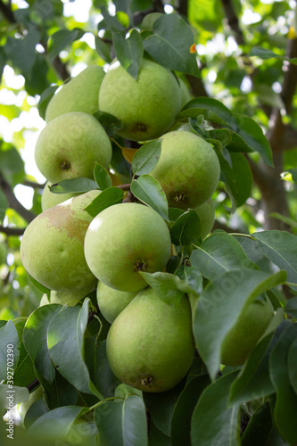 A large tree branch covered with green pears