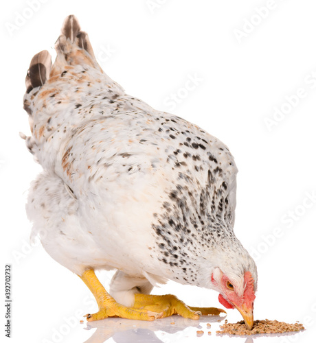 one white chicken pecking grains, isolated on white background, studio shoot