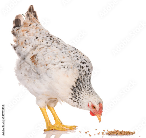 one white chicken pecking grains, isolated on white background, studio shoot