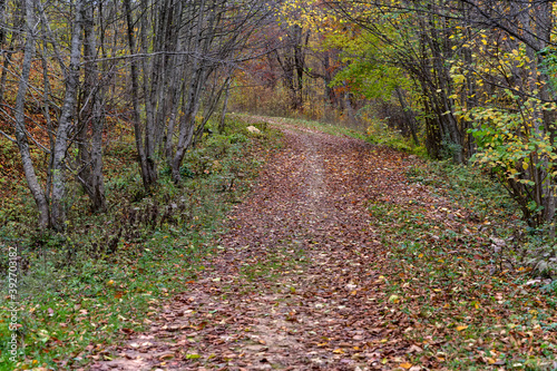 Scenic landscape of autumn forest with road full of leaves