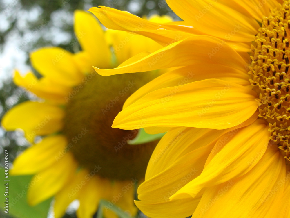 blooming sunflower, another sunflower background blooming sunflower, another sunflower background