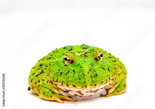 Bild auf Leinwand green pacman frog isolated on white background