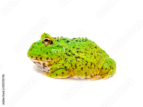 Bild auf Leinwand green pacman frog isolated on white background