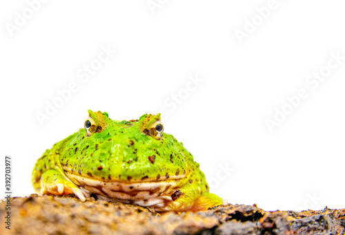 green pacman frog isolated on white background photo