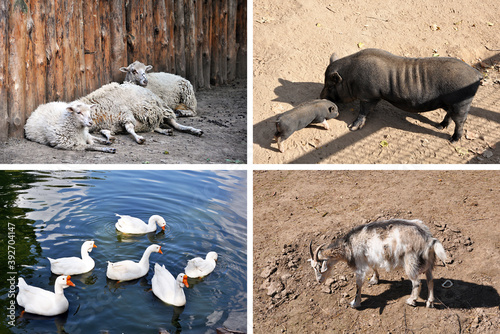 Domestic animals on the farm set - sheep, goat, pig and geese