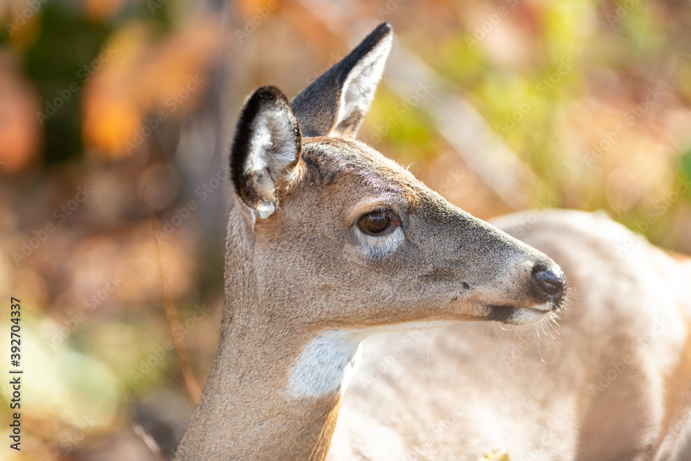 A slender wild female deer or doe stands in the woods with a white spot under its chin, long pointy ears, long mane, pointy nose and light tan fur. The animal is surrounded by bright autumn foliage. A slender wild female deer or doe stands in the woods with a white spot under its chin, long pointy ears, long mane, pointy nose and light tan fur. The animal is surrounded by bright autumn foliage.