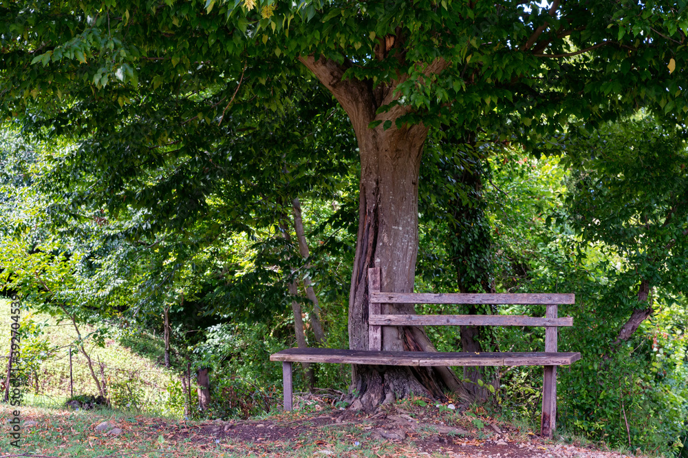 Old rustic wooden bench on the hill under the tree Old rustic wooden bench on the hill under the tree