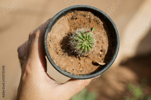 small cactus in a pot in hand
