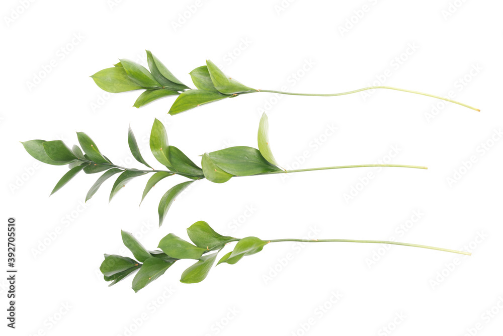 Ruscus plant branch with green leaves isolated on the white background.