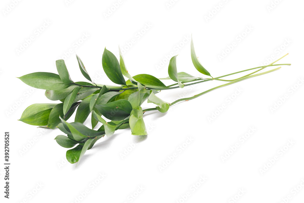 Ruscus plant branch with green leaves isolated on the white background. Ruscus plant branch with green leaves isolated on the white background.