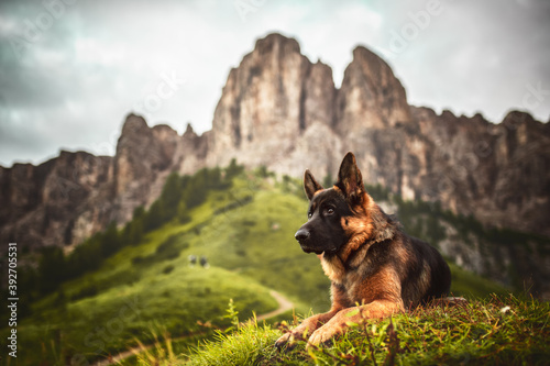 German shepherd dog at Passo Gardena, Trentino Alto Adige, Dolomiti photo