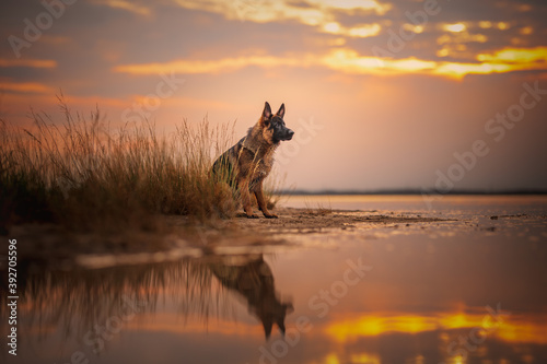 Fototapeta Naklejka Na Ścianę i Meble -  German shepherd dog at the beach at the seaside, golden hour, waer, sea