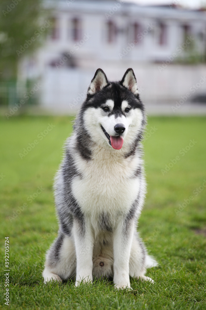husky dog on green grass
